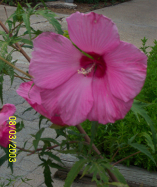 100_0550.JPG