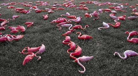 birdflu.bmp